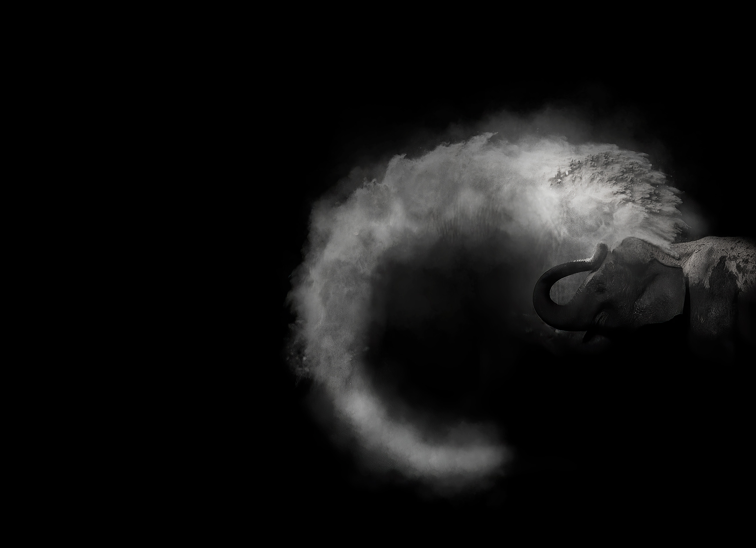 Elephant in the forest