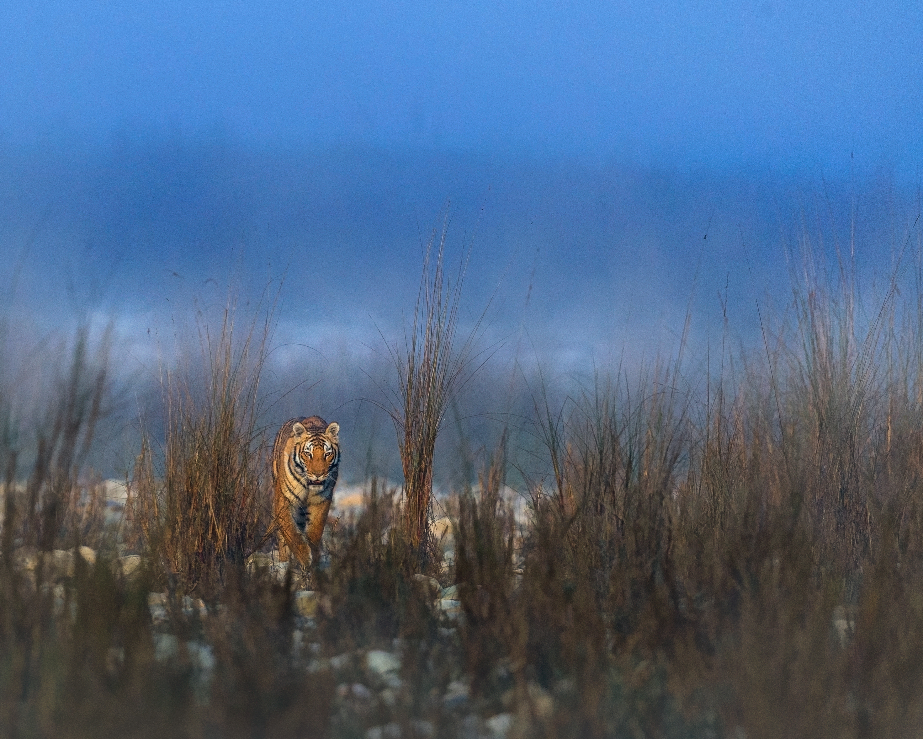 Royal Bengal tiger in Corbett