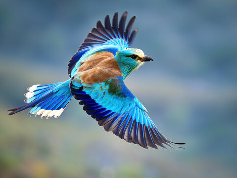Birds