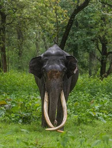 Elephant